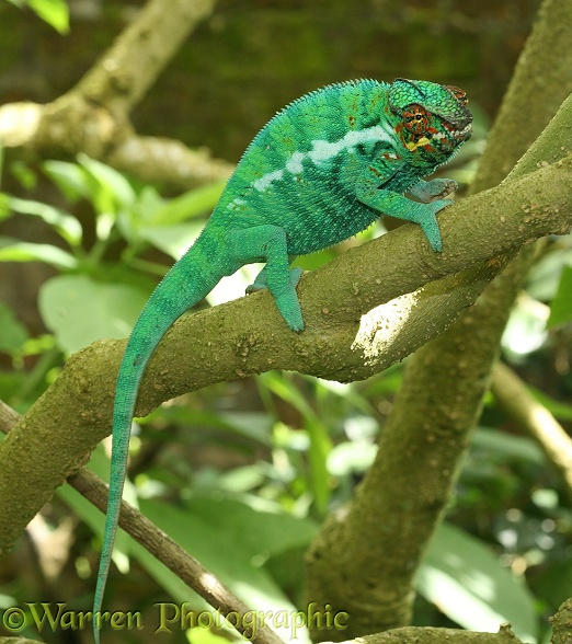 Panther Chameleon (Furcifer pardalis) male. Madagascar