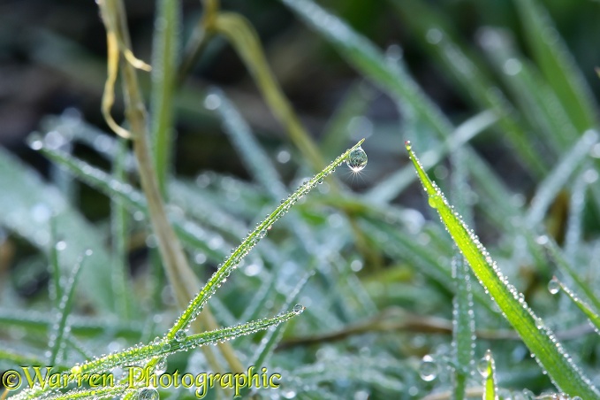 Early morning dew on grass