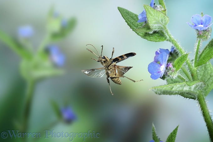 Wood Boring Beetle (Rhagium mordax) male in flight with Green Alkanet (Pentaglottis sempervirens)