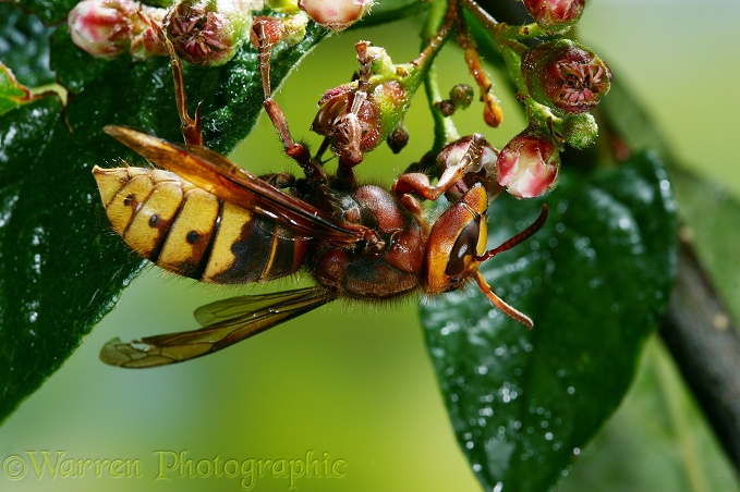 European Hornet (Vespa crabro) queen feeding on cotoneaster flowers