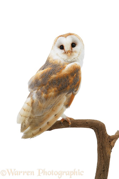 Barn Owl (Tyto alba) female.  Worldwide, white background