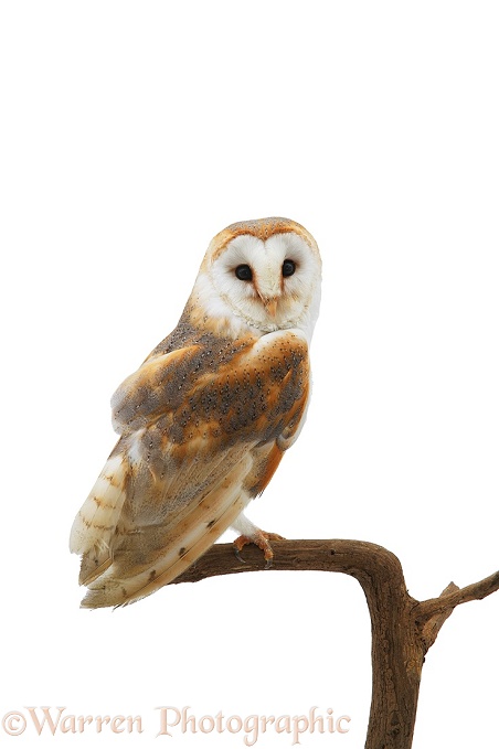 Barn Owl (Tyto alba) female.  Worldwide, white background