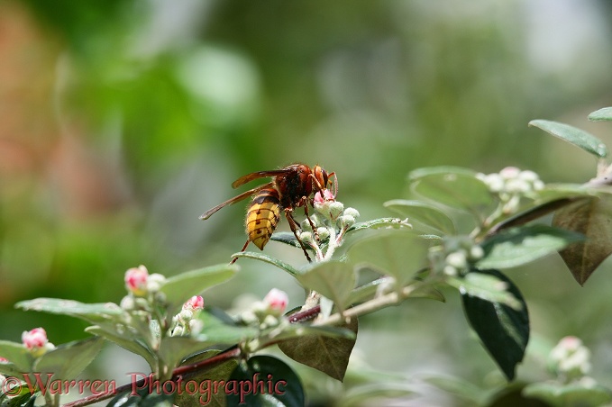 European Hornet (Vespa crabro) queen feeding on cotoneaster flowers.  Europe
