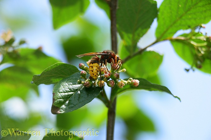 European Hornet (Vespa crabro) queen feeding on cotoneaster flowers.  Europe