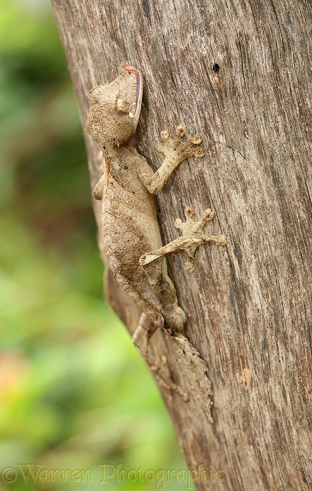 Gecko (Uroplatus ebenaui). Madagascar