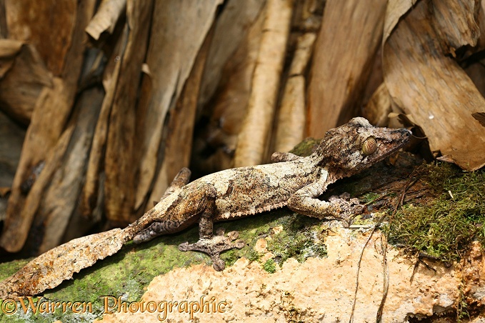 Gecko (Uroplatus species). Madagascar