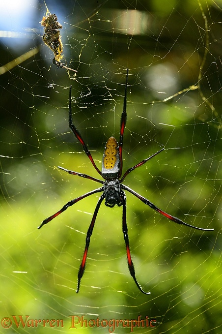 Giant spider (Nephilia species). Madagascar