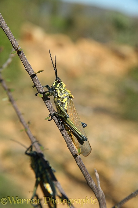 Lubber Grasshopper (Phymateus species). Madagascar