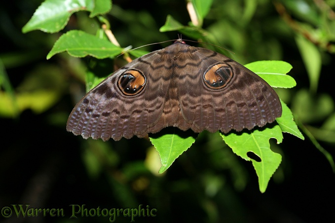 Owl Moth (Erebus species).  Madagascar