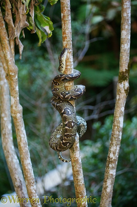 Tree boa (Sanzinia madagascariensis). Madagascar