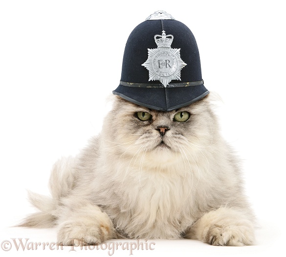 Silver tabby chinchilla Persian male cat, Cosmos, wearing a police helmet, white background