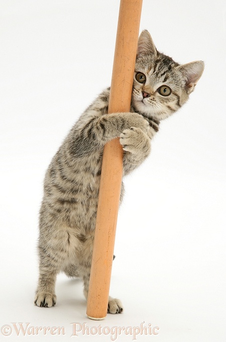 British Shorthair Brown Spotted kitten 'pole dancing', white background