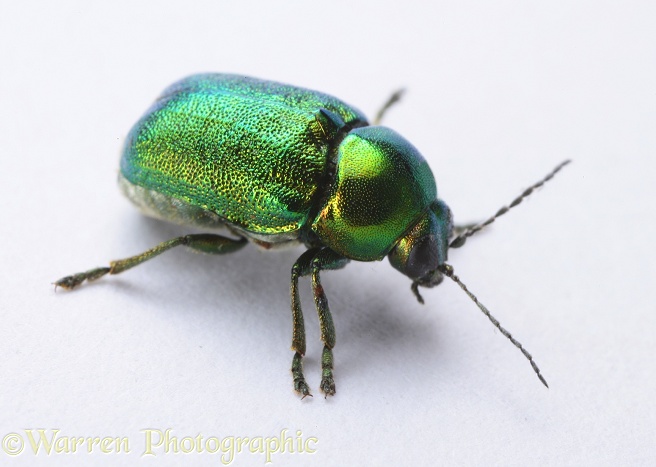 Leaf beetle (Cryptocephalus hypochaeridis), white background