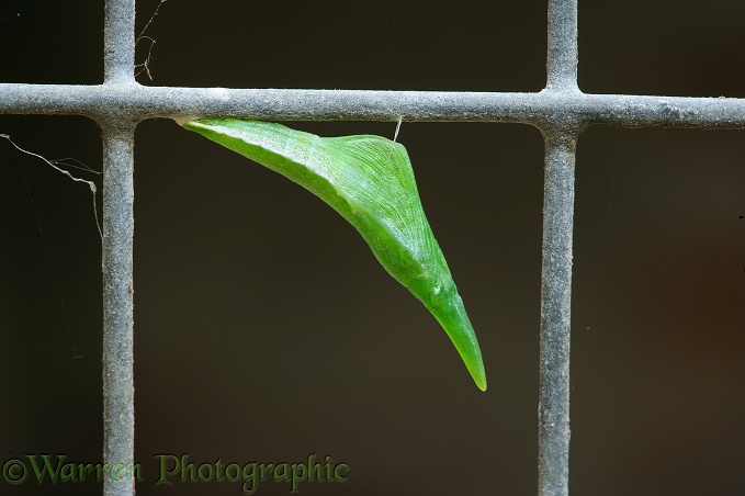 Orange-tip Butterfly (Anthocharis cardamines) newly formed pupa on wire mesh.  Europe