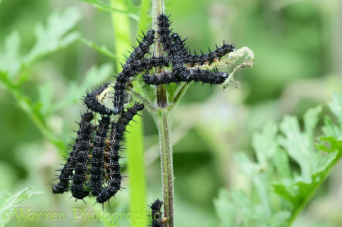 Peacock Butterfly (Inachis io) caterpillars on Nettle (Urtica dioica).  Europe