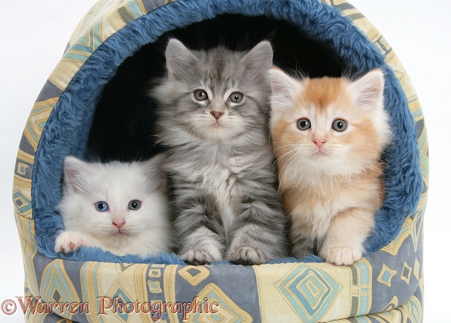 Maine Coon kittens, 8 weeks old, in an igloo cat bed, white background