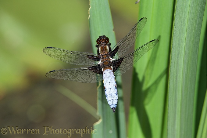 Wide-bodied Chaser Dragonfly (Libellula depressa) male on iris leaves.  Europe