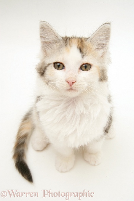 Tortoiseshell-and-white Calico Maine Coon kitten looking up, white background