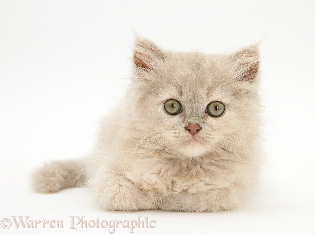 Lilac-tortoiseshell Persian-cross Thomasina kitten, white background