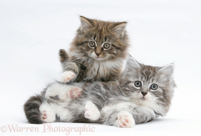 Maine Coon kittens, 8 weeks old, white background