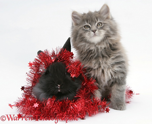 Maine Coon kitten, 8 weeks old, and black baby Dutch x Lionhead rabbit with red tinsel, white background