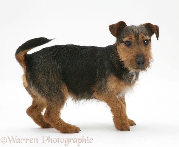 Black-and-tan Jack Russell Terrier dog pup, Gizmo, white background