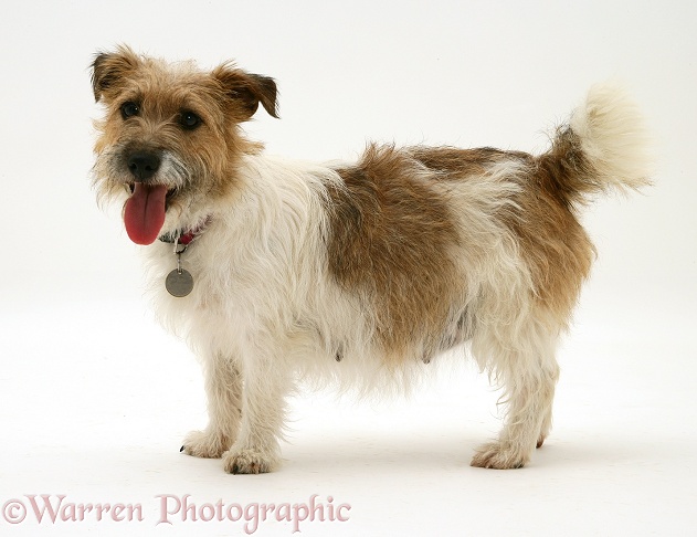 Jack Russell Terrier bitch, Buttercup, standing, white background