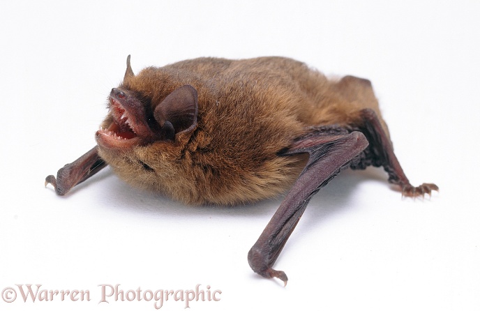 Pipistrelle Bat (Pipistrellus pipistrellus), white background