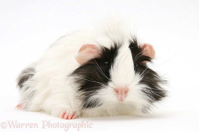 Black-and-white bad-hair-day Guinea pig, white background