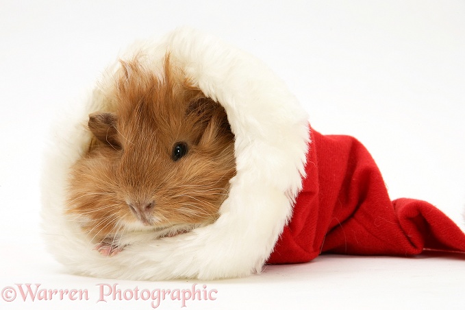Guinea pig in a Santa hat, white background