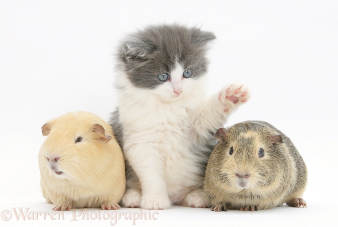 Grey-and-white kitten with Guinea pigs, white background