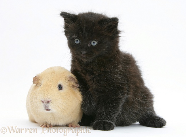 Black kitten with a yellow Guinea pig, white background