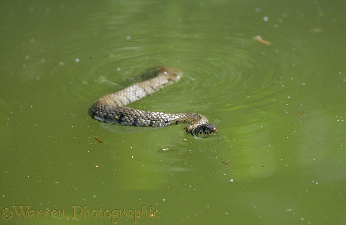 Grass Snake (Natrix natrix) in water