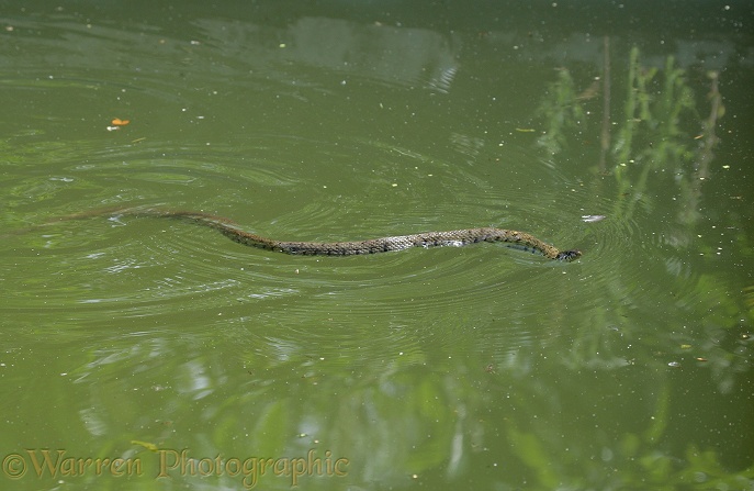 Grass Snake (Natrix natrix) swimming