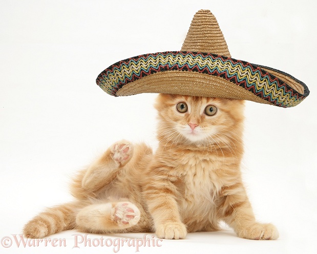 Ginger Maine Coon kitten with sombrero hat on, white background