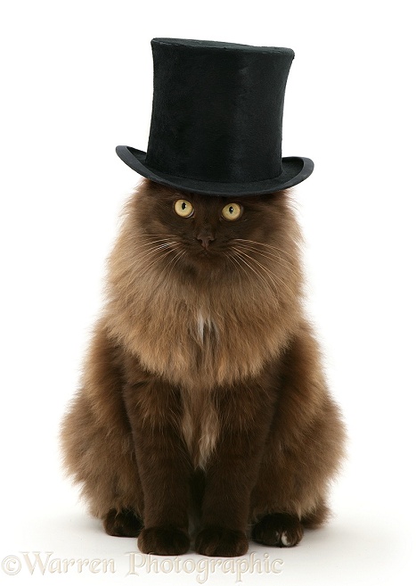 Fluffy dark chocolate Birman-cross cat with a top hat on, white background