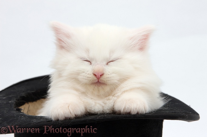 White Maine Coon kitten sleeping in a top hat, white background