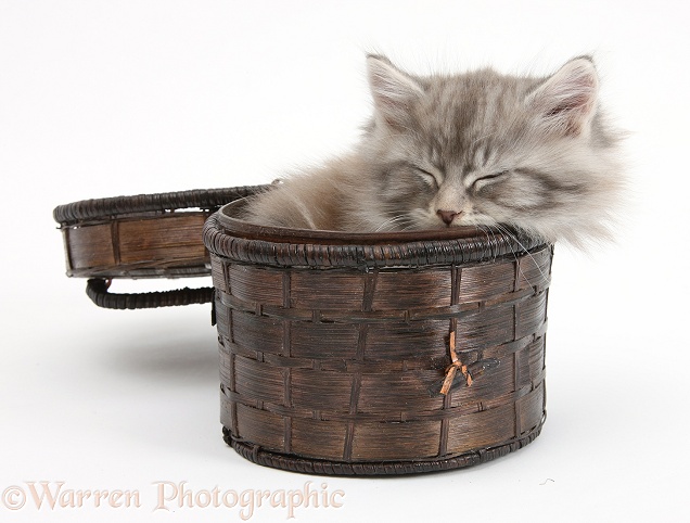 Maine Coon kitten, 7 weeks old, asleep in a basket, white background