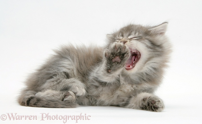 Maine Coon kitten, 7 weeks old, yawning, white background