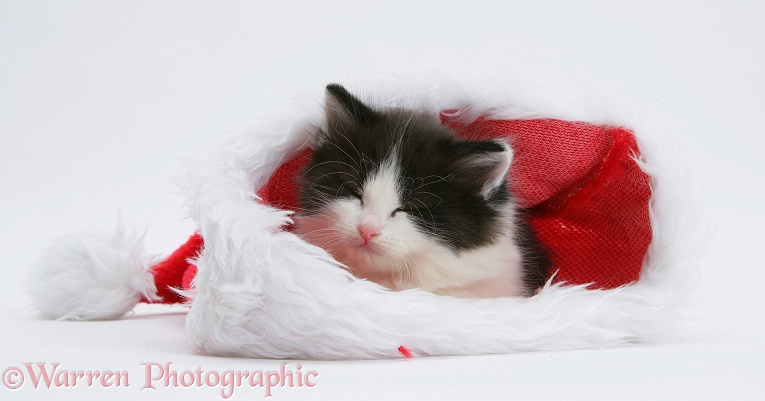 Black-and-white kitten asleep in a Father Christmas hat, white background