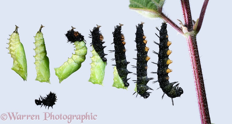 Peacock Butterfly (Inachis io) stages in metamorphosis from hanging caterpillar to fully formed pupa.  Europe, white background