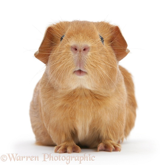 Young red smooth-haired Guinea pig, white background