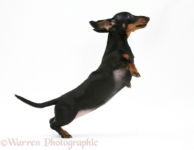 Miniature Dachshund leaping, white background
