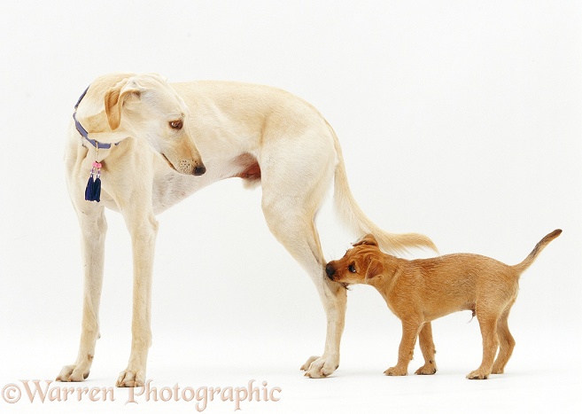 Lurcher dog, Swift, with terrier pup, Winston, biting his ankle, white background