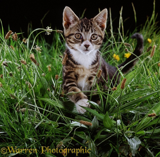 Tabby kitten stalking among grass and plantains