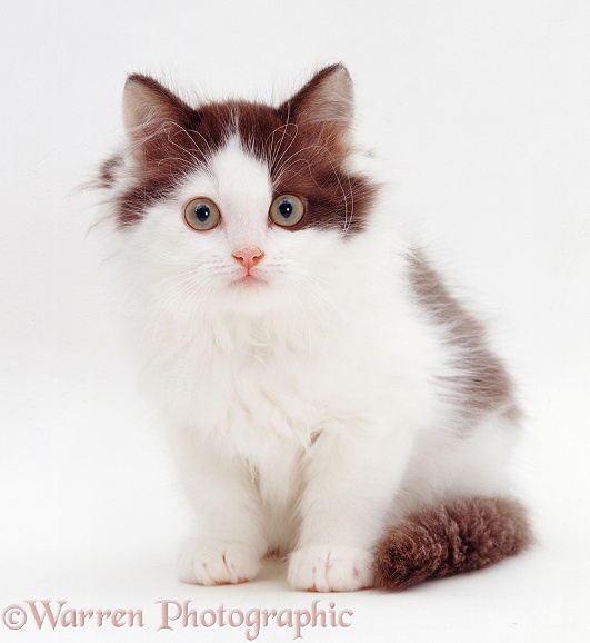 Chocolate-and-white kitten, Batholemew, 9 weeks old, white background