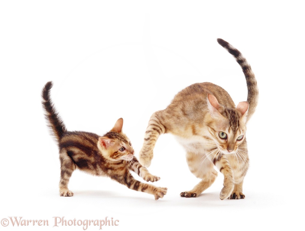 Mother Bengal cat, Rasha, play-fighting with kitten, Spike, 8 weeks old, white background