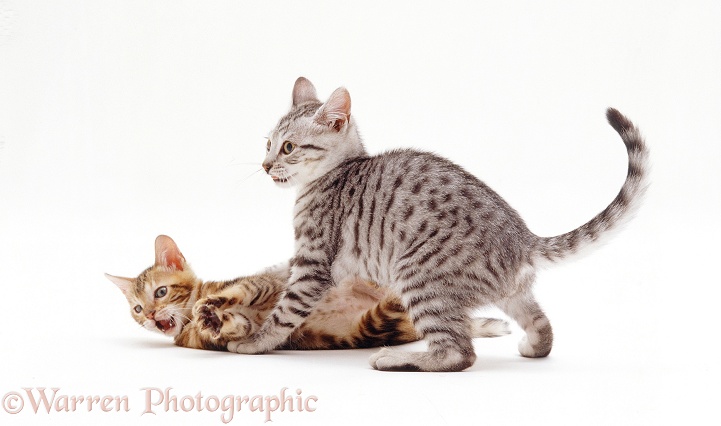 Bengal-cross kitten, Zeppelin, 8 weeks old, looking up from play-fighting with a sibling, white background