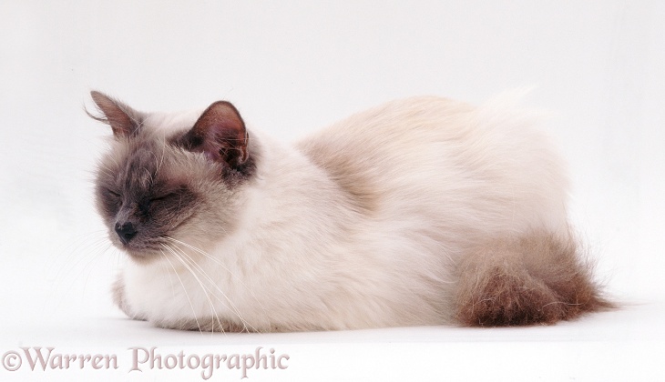 Sleepy elderly Blue Birman female cat, Chinarose, about 16 years old, white background