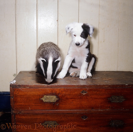 Badger, 4 months old, and black-and-white Border Collie pup, Patch, 9 weeks old, on an old seaman's chest
